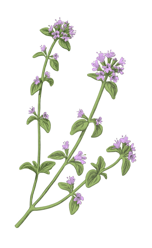 flowering thyme illustration Flower illustration, Botanical prints